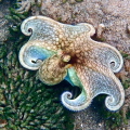   Octopus Encounter while Snorkeling  
